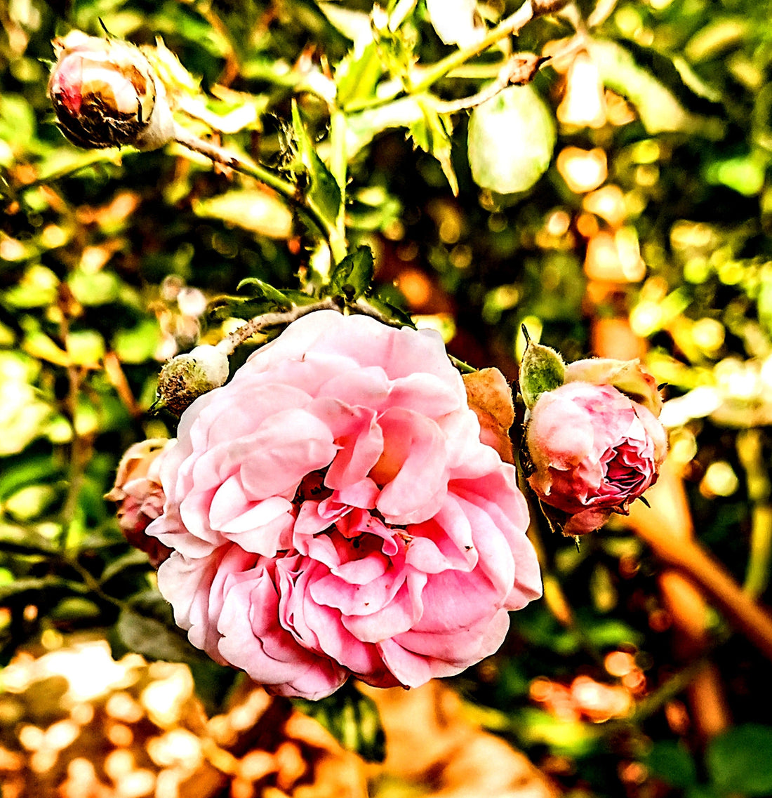 How to Plant Your New Climbing Rose Bush: A Complete Customer's Guide