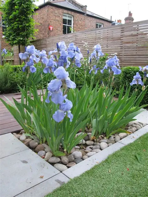 How to Plant Iris Bulbs: The Complete Beginner‑Friendly Guide