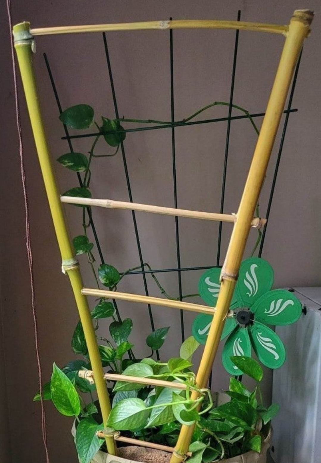 Bamboo Lattice