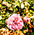 Climbing Vine Rose