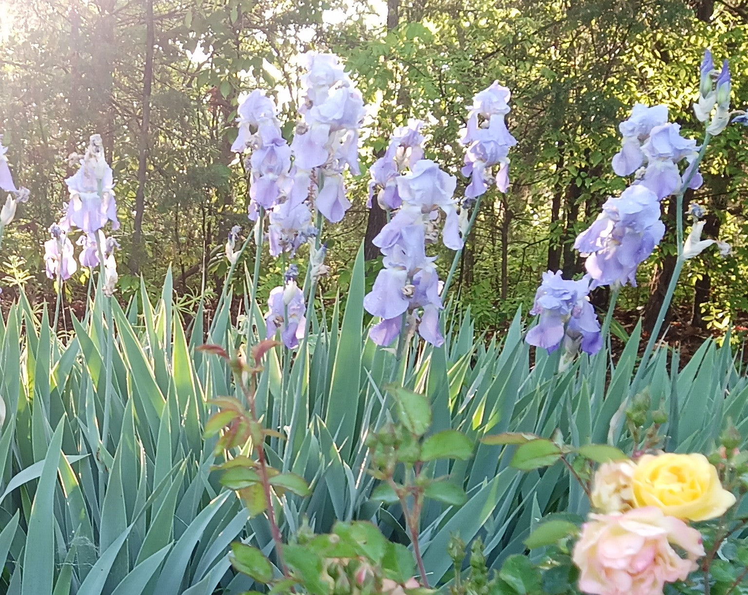 Iris Flower Bulbs
