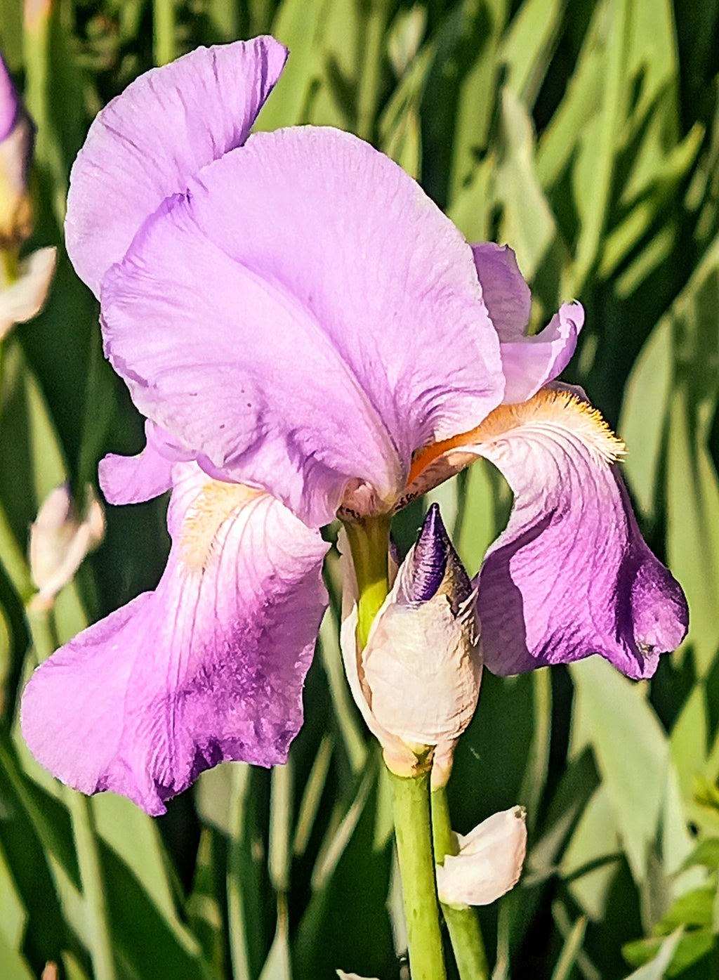 Iris Flower Bulbs